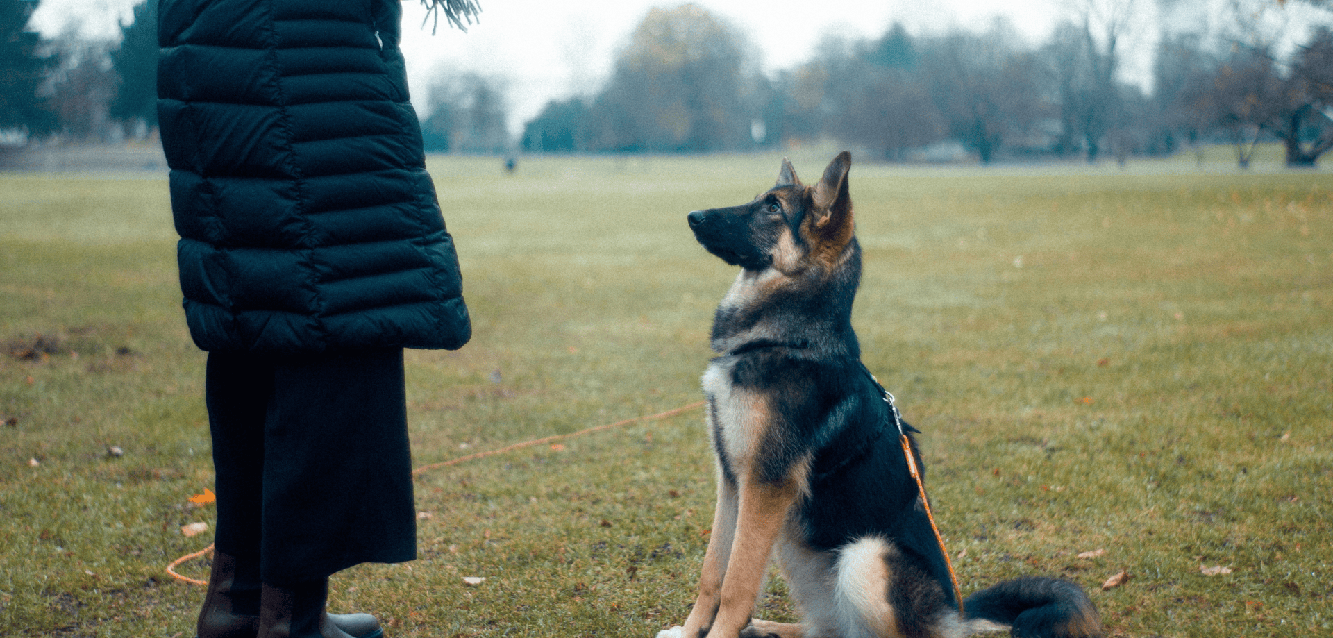 Étude de cas Esprit Dog